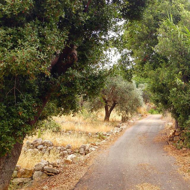 Oaks, olive trees, pine trees, eucalyptus, fig trees, grapevines..sumac... (Chouf)