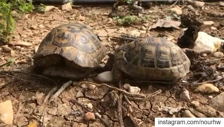 Observe life from different angles 🐢🇱🇧•••• walkview  skyfall ...