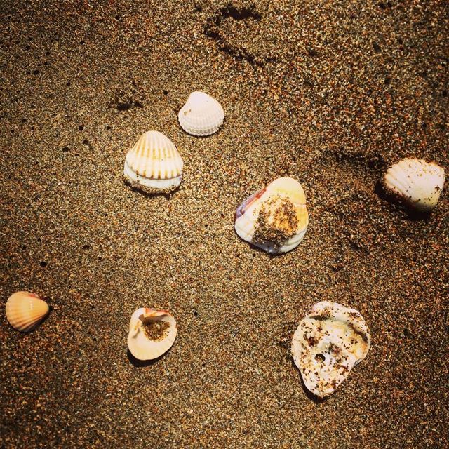  ocean  world  beach  sea  sand  coquillages  hot summer weather lebanon...