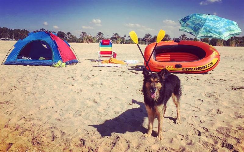  october  beach  tyre  dodger_thedog  livelovelebanon  livelovetyre ... (Tyre Beach)