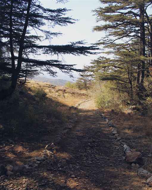 October is over 🍂 Lebanon  livelovelebanon  nature  photography  trees ... (Tannurin At Tahta, Liban-Nord, Lebanon)