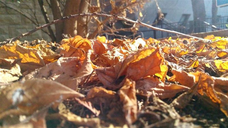 October vibes 🍁🍃🍂 ما هو شهركم المفضل؟ 💛  leaves october autumn nature... (American University of Beirut (AUB))