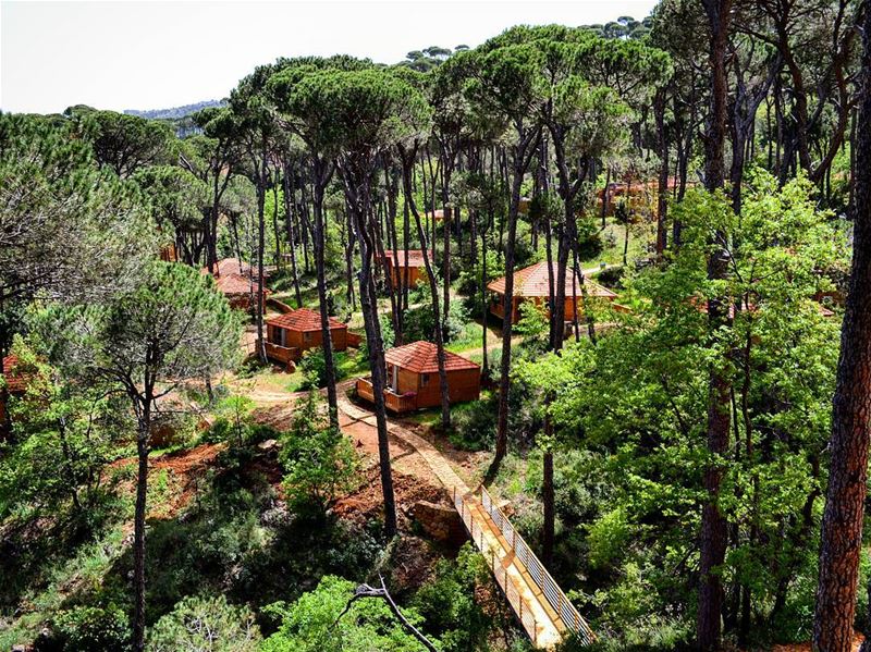 Oh the serenity! 😍 Tag someone you would like to share this view with!🌳🍃 (La Maison de la Forêt)