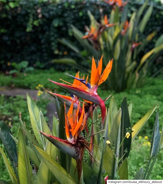  oiseauduparadis  birdofparadise  plant  flower  plants  flowers  nature ... (Maghdoûché, Liban-Sud, Lebanon)