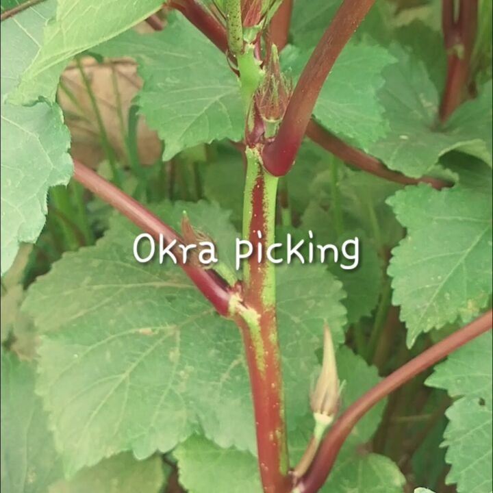 Okra picking, the quintessential Summer farming activity.  okra  veggie ... (Dayr Al Qamar, Mont-Liban, Lebanon)