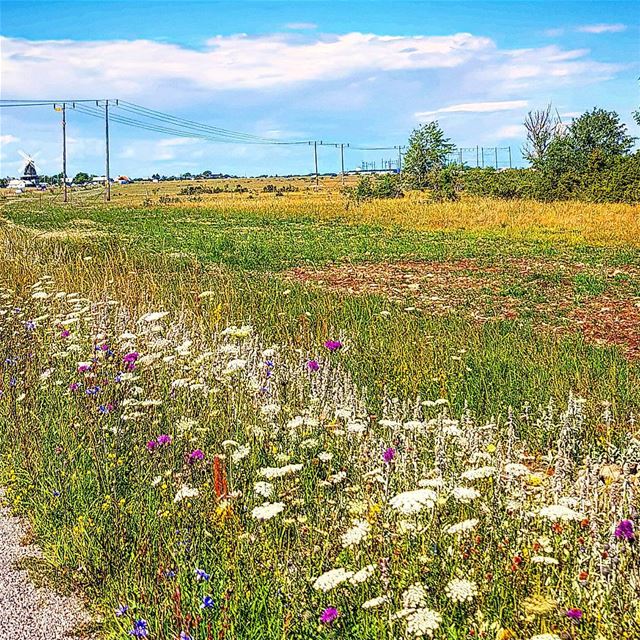 Öland blommor längs vägkanten igsweden  ig_lebanon  öbilden  rebel_scapes... (Sandviks Kvarn)