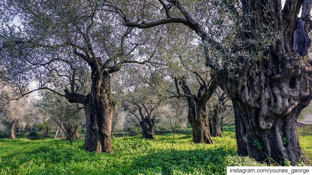 Old olive trees floating on a carpet of green in Akkar, one of the most...