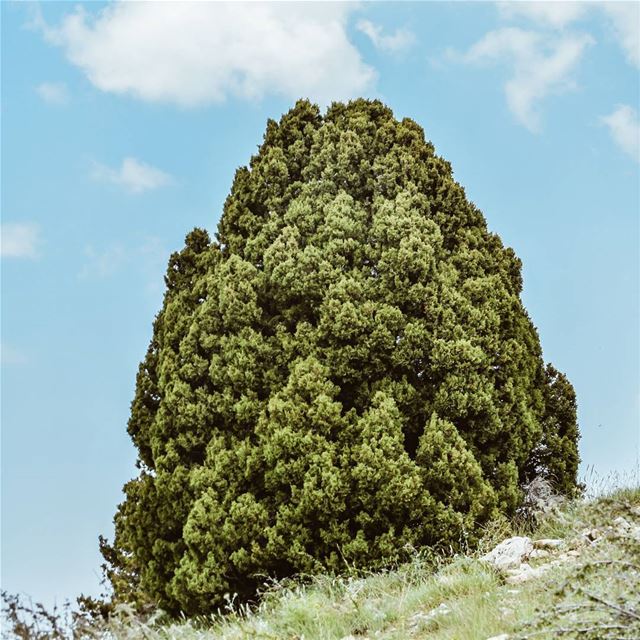  old  tree  lebanese  mountains  clouds  sky  photographer ...