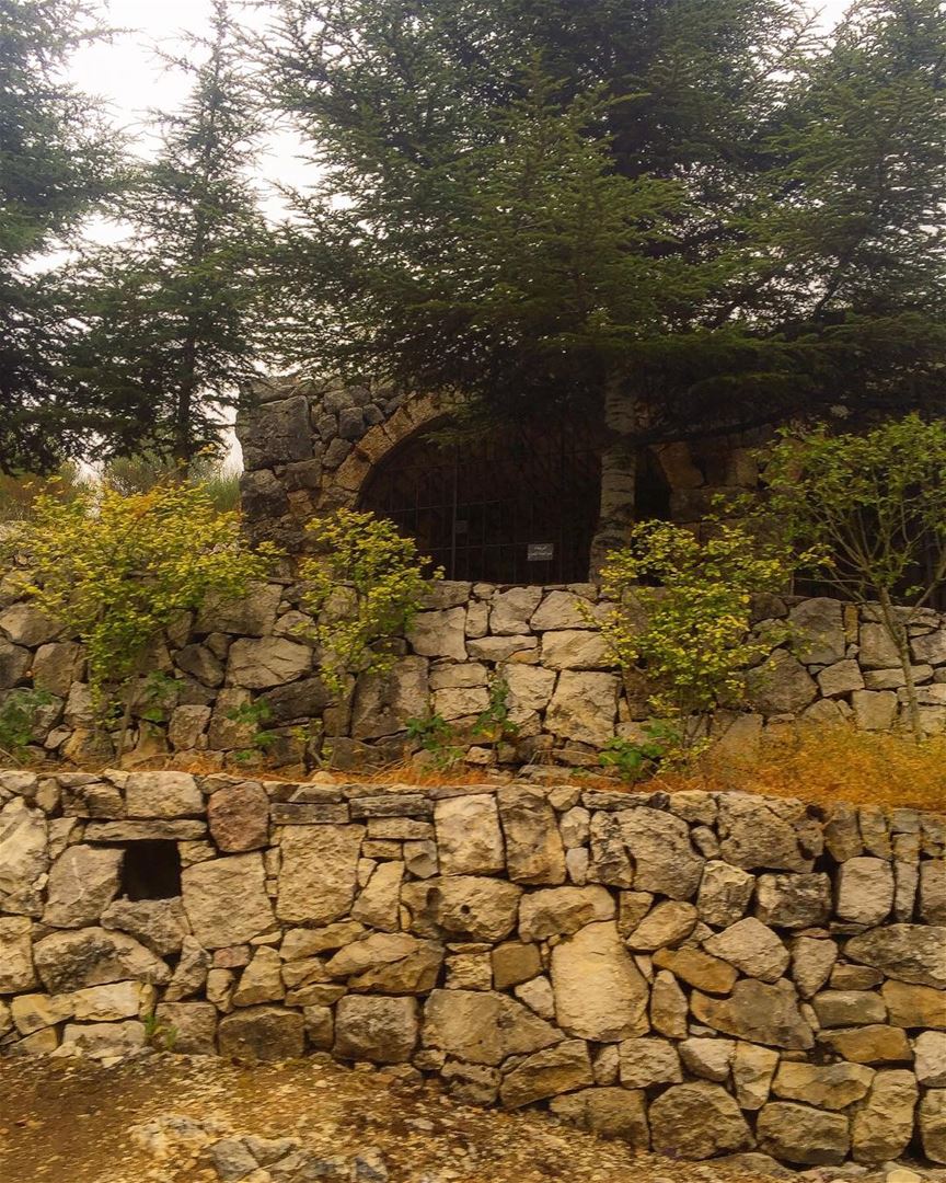 Old  winery  stonewall  trees  nature  ig_nature  ig_lebanon  rural_love ...
