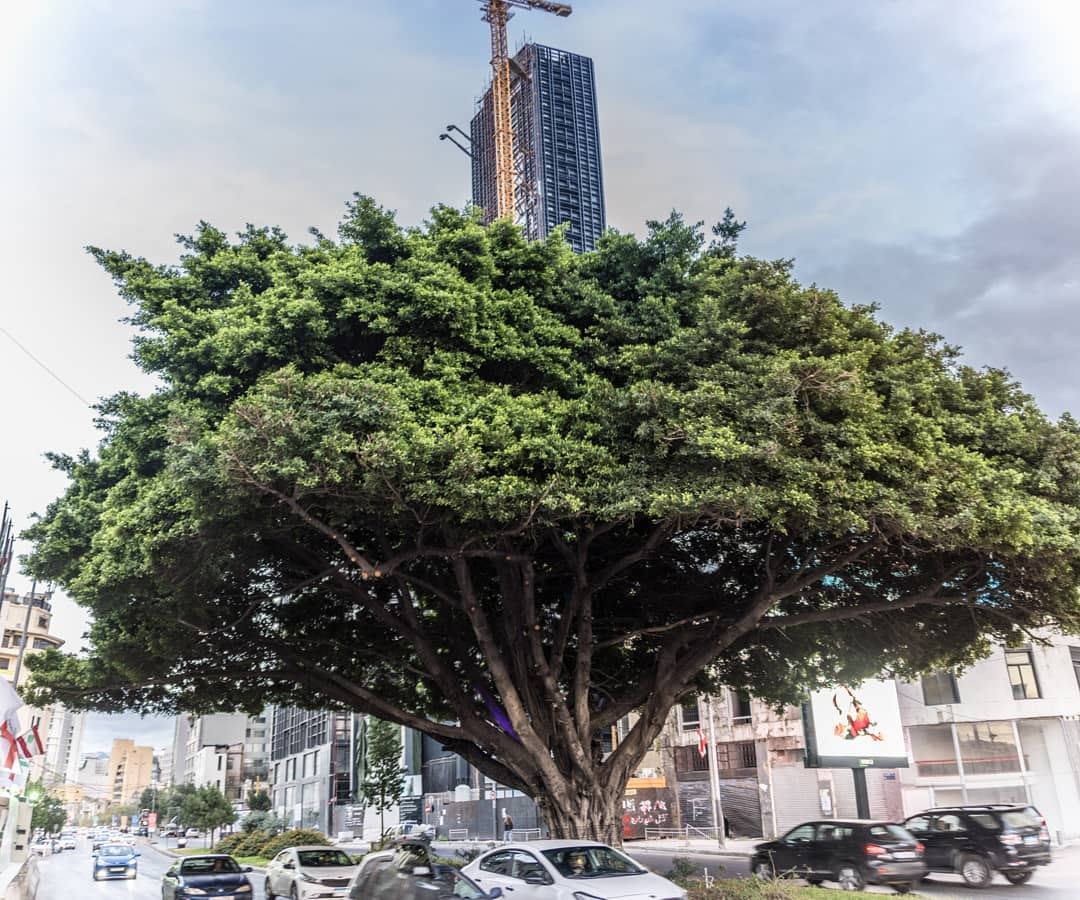 Oldest tree in downtown 🇱🇧........ lebanon  livelovebeirut ...