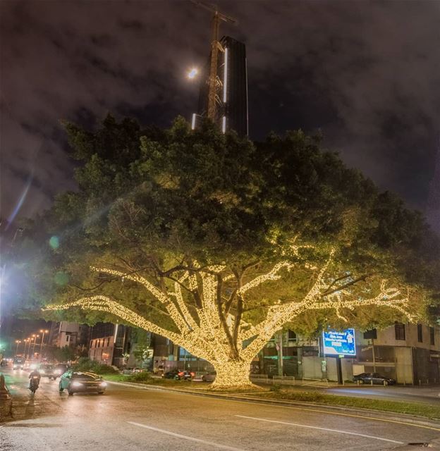 Oldest tree in downtown ready for the holidays🇱🇧...........