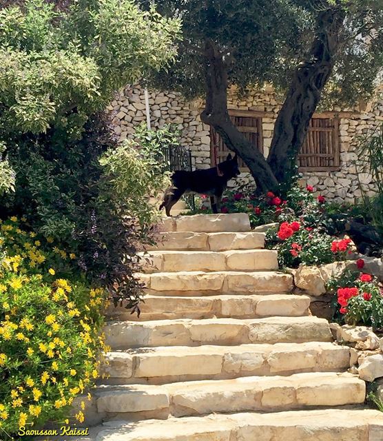  oldhouse  old  dog stairs  flowers beautiful  arnaoun ...