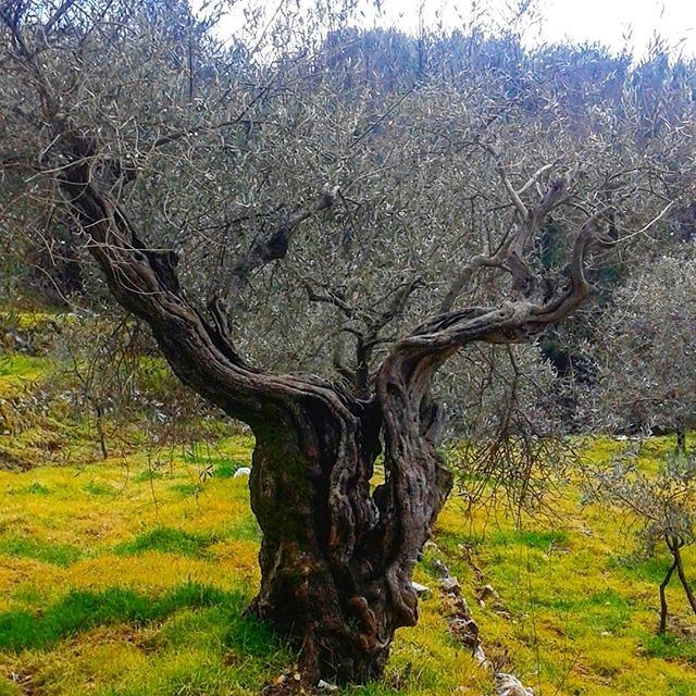 oldolivetree olivetrees nature wintertime