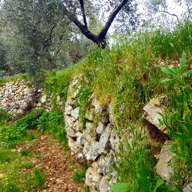 oldstonewalls garden orchard herbs natureshots