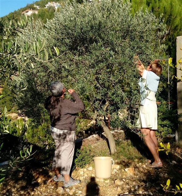  Olive picking activity at Murielle Dimitriades  guesthouse in  Ghbeleh....