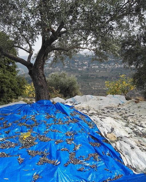 Olive's picking up day (El Kahloûnîyé, Mont-Liban, Lebanon)