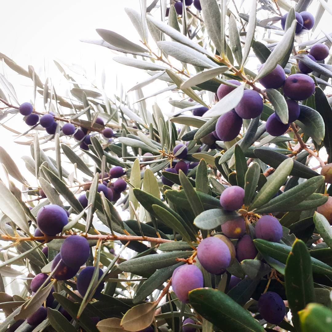  olive  tree  garden 🌿  olivetree  nature  perfect   mountains  style ... (Zeaitre-Villa Mountain)