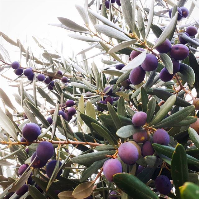  olive  tree  garden 🌿  olivetree  nature  perfect   mountains  style ... (Zeaitre-Villa Mountain)