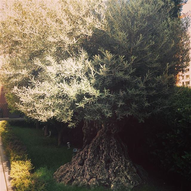  Olive  tree in  downtown  Beirut olivier  arbre  livelovelebeirut ...