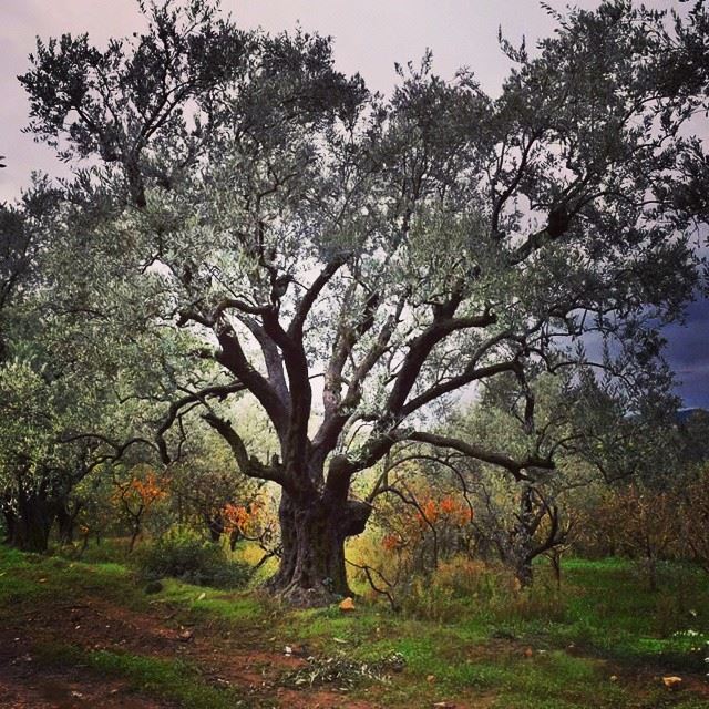  olive  tree  my  nikon  d5300  photooftheday  instalike  instabox ...