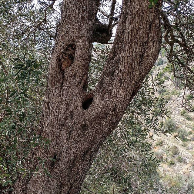 Olive tree's resilience and fecundity is fascinating. Wars or drought or... (Dayr Al Qamar, Mont-Liban, Lebanon)