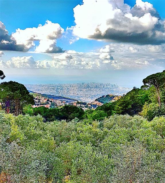 Olive trees and Beirut City  beirut  beirutcity  trees  landscape ... (Mar Chaaya Broumana)
