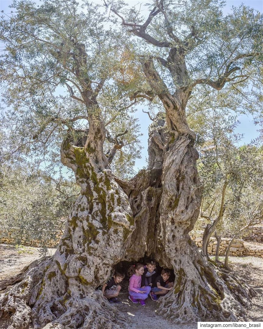 🇱🇧🇧🇷 Oliveira de 6 mil anos. A mais antiga do mundo e um dos muitos... (Bchaalé, Liban-Nord, Lebanon)