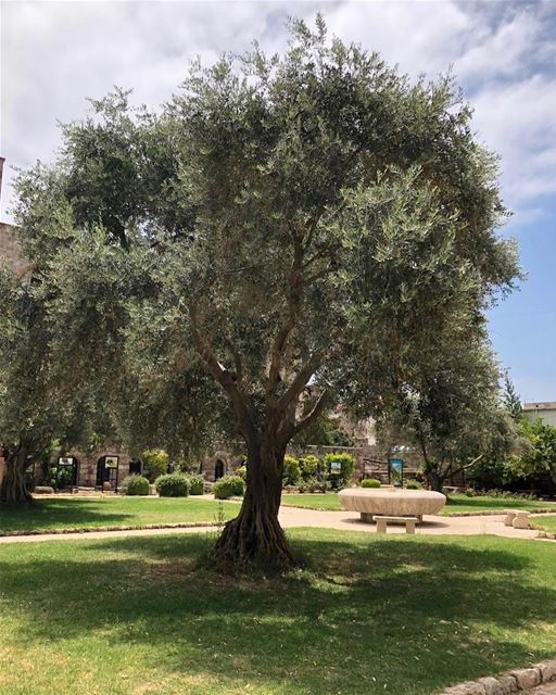 Oliveiras milenares estão por toda a parte, no Líbano. Está fica no jardim... (Byblos, Lebanon)