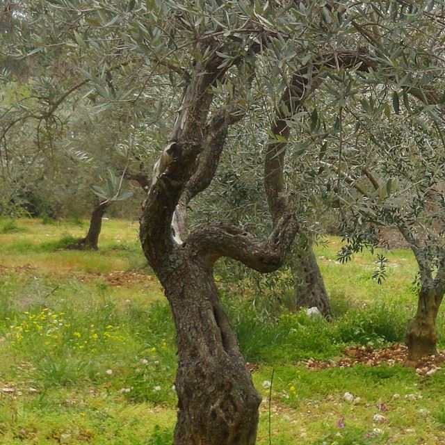 olivetree gardenorchard springspirit