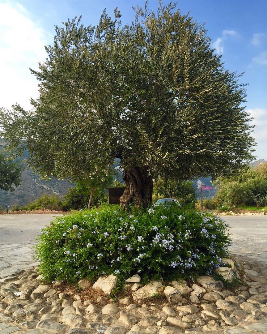  olivetree  oldtree lebanonspotlights  livelovebeirut  livelovelife ... (Arnaoon Village)
