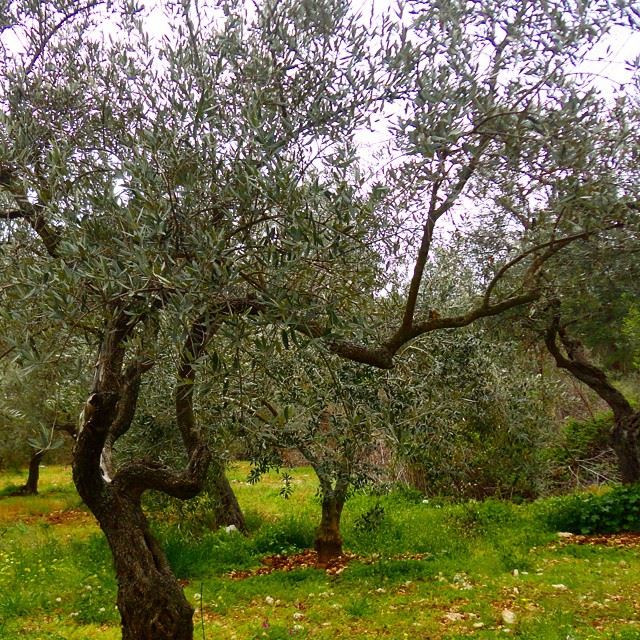 olivetree springspirit treesbranchbranches