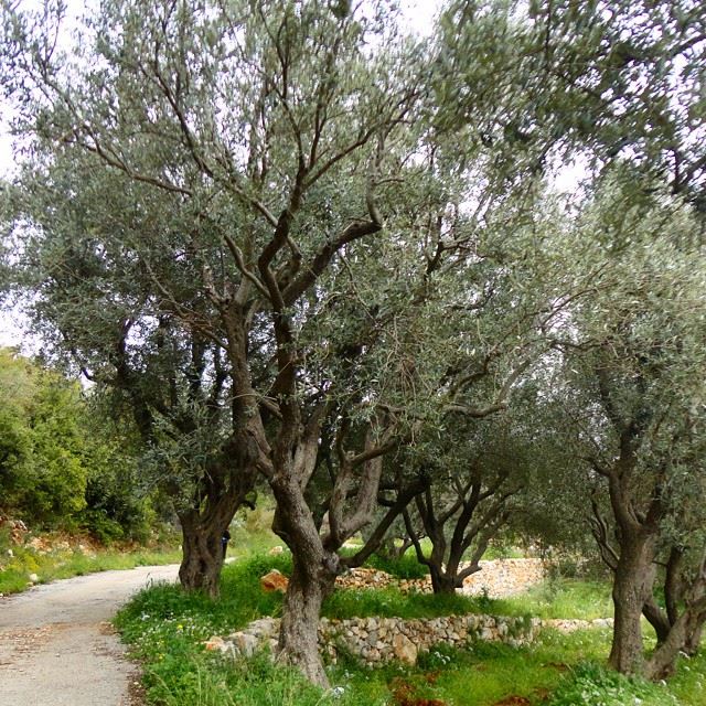 olivetrees springspirit garden orchard mountain discoverlebanonsnature