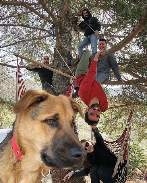 Olly be like we came here to chill not to act like monkeys 😌  ollytheking... (Al Shouf Cedar Nature Reserve)