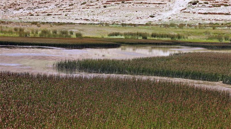 On Golden Marsh nature  marsh  water ripples  sunny  sun  summer  golden ...