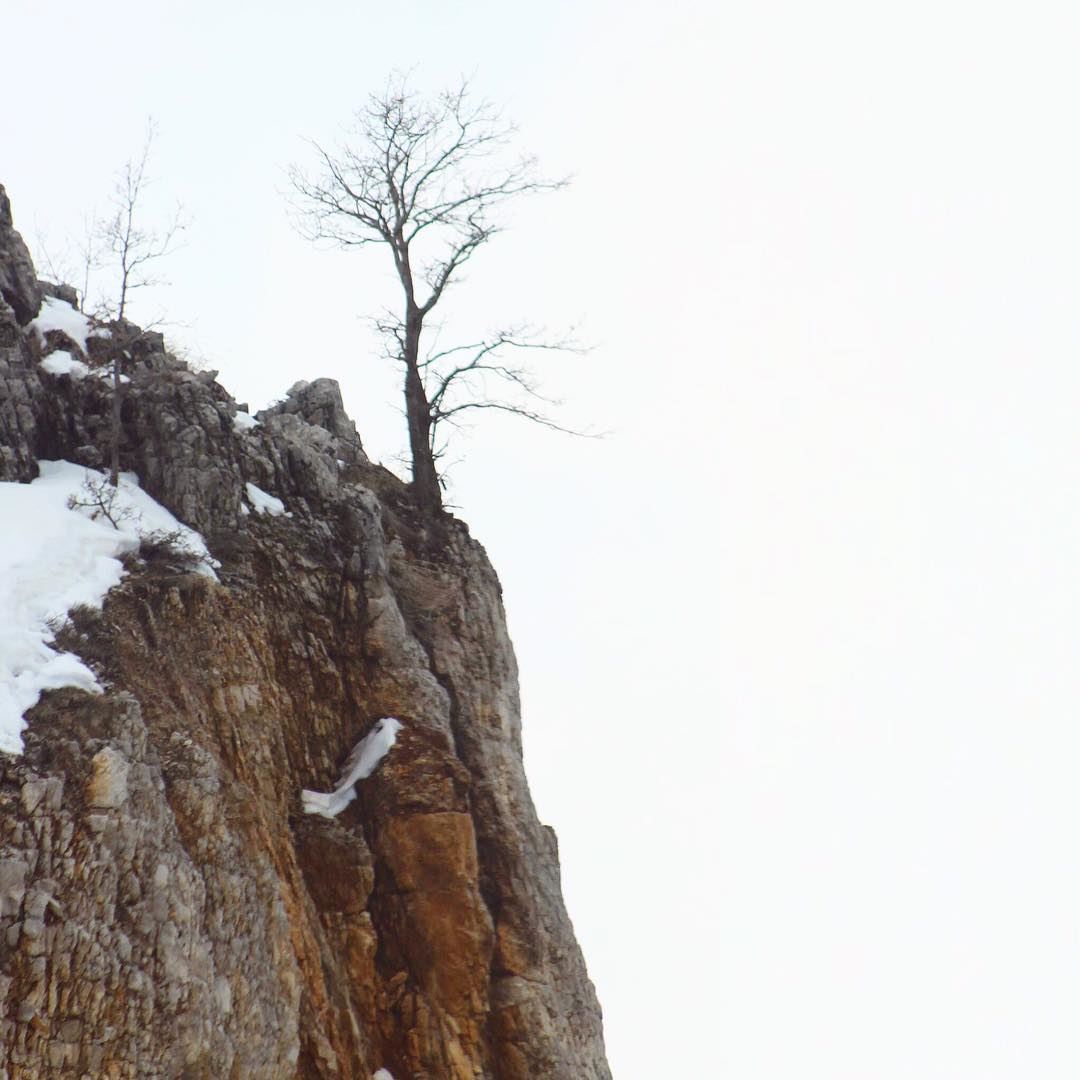 - On the edge -  tree  edge  snow  winter  stone  rock  livelovelebanon ...