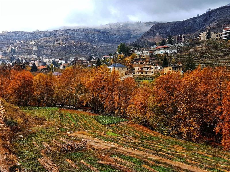 On the outskirts of Faraya Village  beautiful  colors  superb  autumn ... (Faraya, Mont-Liban, Lebanon)