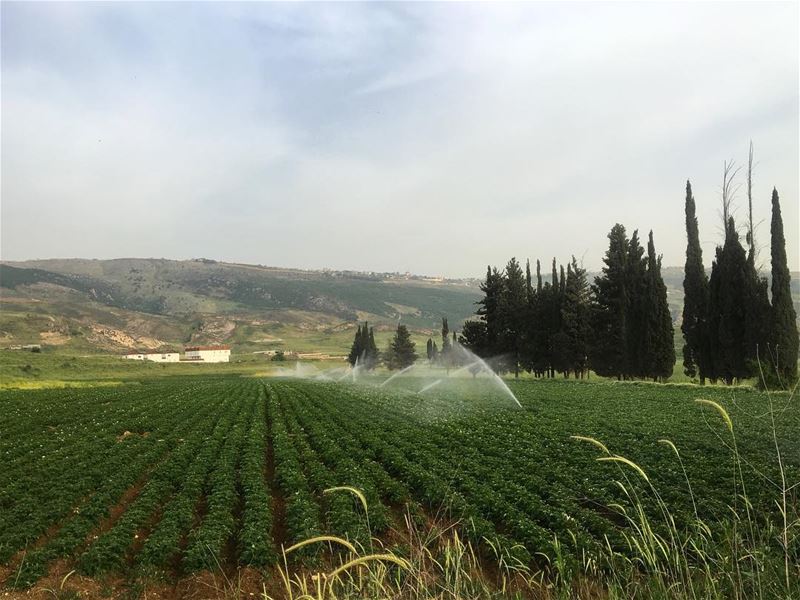 On the road between  khardali and mahmoudieh  lebanon  southlebanon...