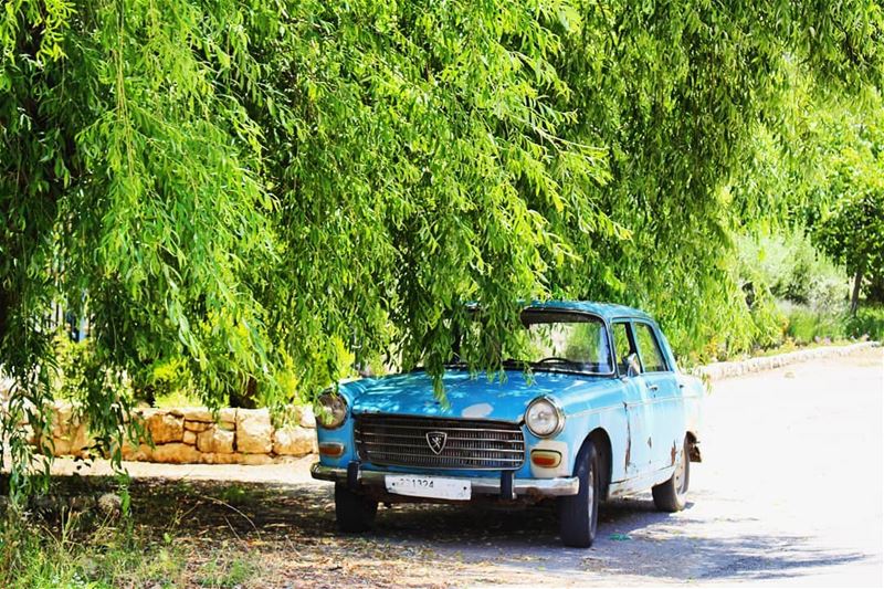 On the road! car  road  roadtrip  peugeot  peugeotlebanon tree ...