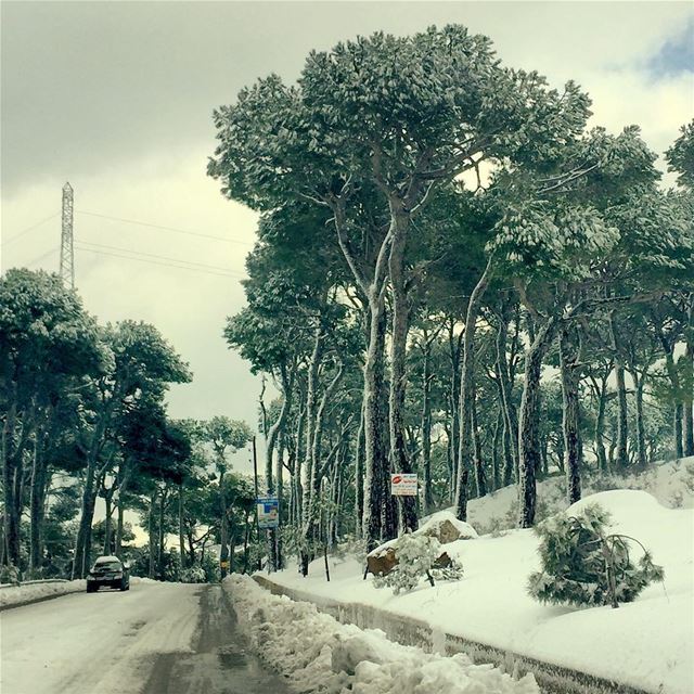 On the road  mountain  road  snow  trees  tree_captures  tree_magic  grey ...