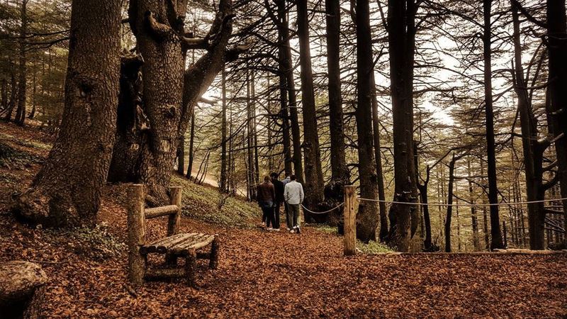 On the trees' footsteps...  livelovelebanon  lebanoninapicture ... (Arz el Bâroûk)