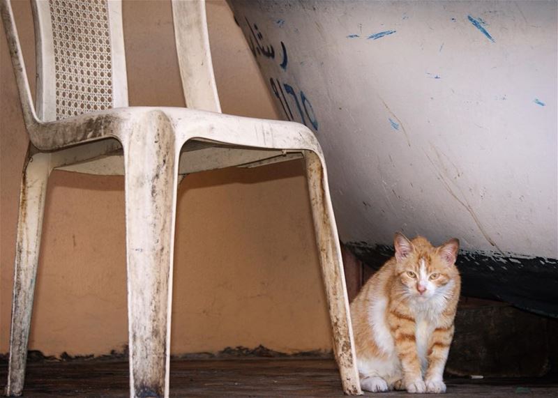 on the watch 🐈 (Ain El Mreisse, Beyrouth, Lebanon)