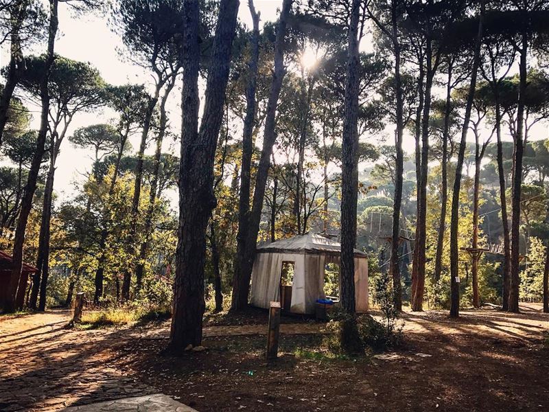 On the wild side 🌳🏕🌳 LaMaisonDeLaForet  TheWildSide  Escape  Forest ...