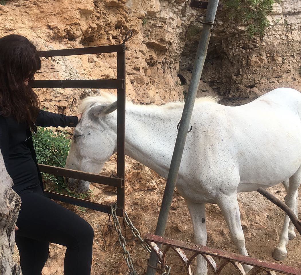 Once in love with  horses always in  Love with horses🦄♥️🇱🇧 animals ... (North Governorate)