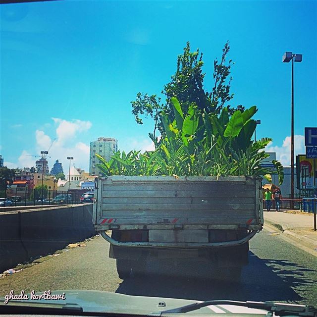 One "nature" order coming up!  natureonwheels  trees delivery traffic  ... (Beirut, Lebanon)