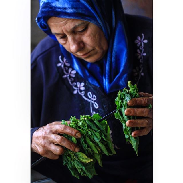 One of my photos on Regie Contest  regie  tobacco   beirut  photography  ... (Houla, Al Janub, Lebanon)