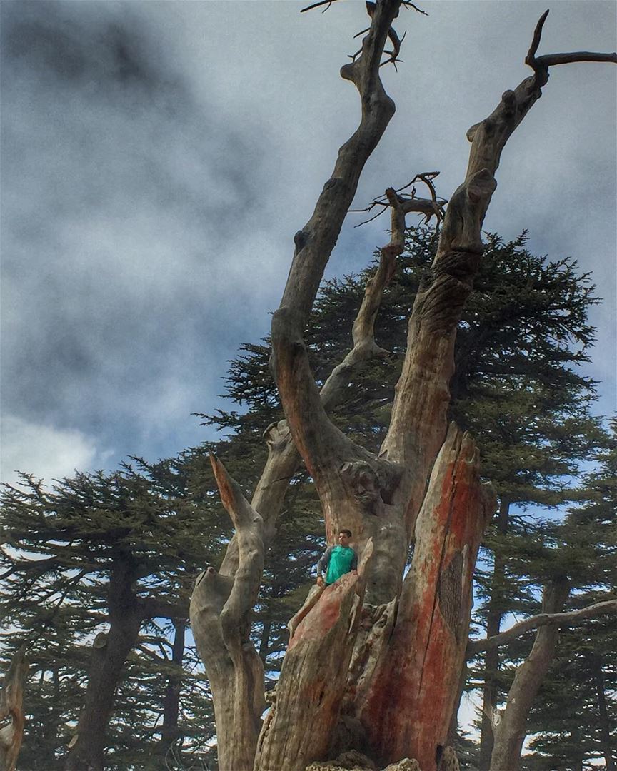 One of the amazing places in Lebanon is The Cedars of God, it is one if... (Cedars of God)