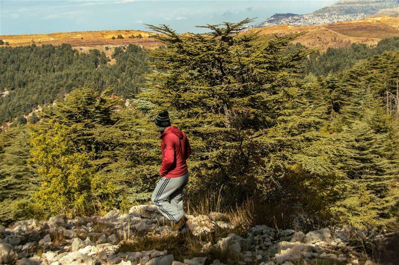 One step at a time 🌲..... walking walk hike hiking landscape... (Arz Tannoûrîne)