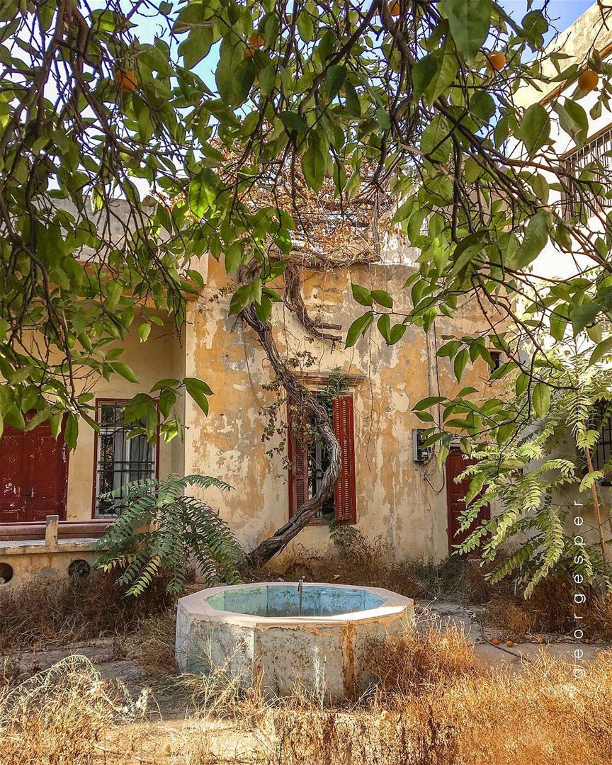 Orange Tree 🍊 Old House, Beirut 🇱🇧.... proudlylebanese ... (Beirut, Lebanon)
