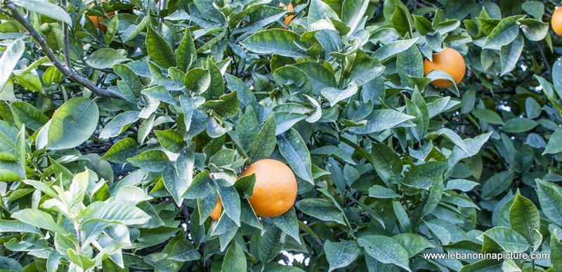 Oranges!
