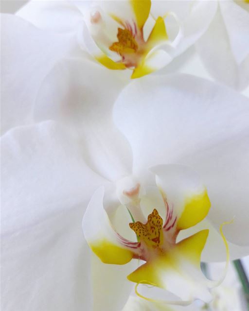  Orchid 💗 Blossom  Nature  NaturalBeauty  Beauty  Beautiful  White ...